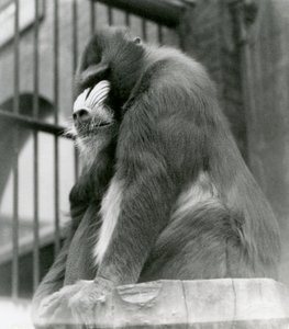 Een mannelijke mandril George zit op een boomstam in zijn verblijf, London Zoo, augustus 1923 door Frederick William Bond